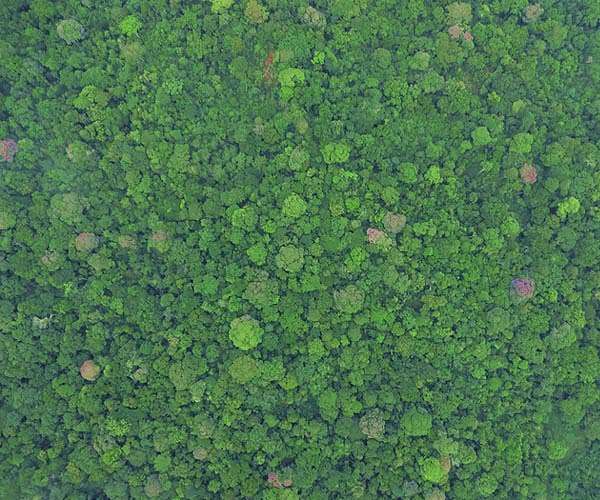 Tropical vegetation benefits less from elevated atmospheric CO2