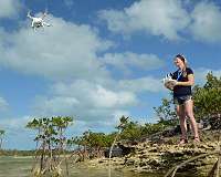 Drones offer ability to find, ID and count marine megafauna