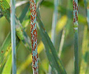 Without adequate funding, deadly wheat disease could threaten global food supplies, U of M scientists say