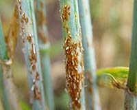 Wheat Experts From 40 Countries Gather In Mexico