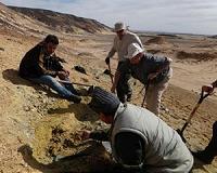 Amid chaos of Libya, newly unearthed fossils give clues to our own evolution