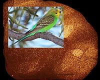 Genes tell story of birdsong and human speech