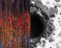 Blue Brain team discovers a multi-dimensional universe in brain networks