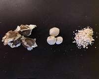The seed that could bring clean water to millions