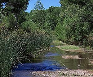 Climate Change Makes Some Chemicals More Toxic to Aquatic Life