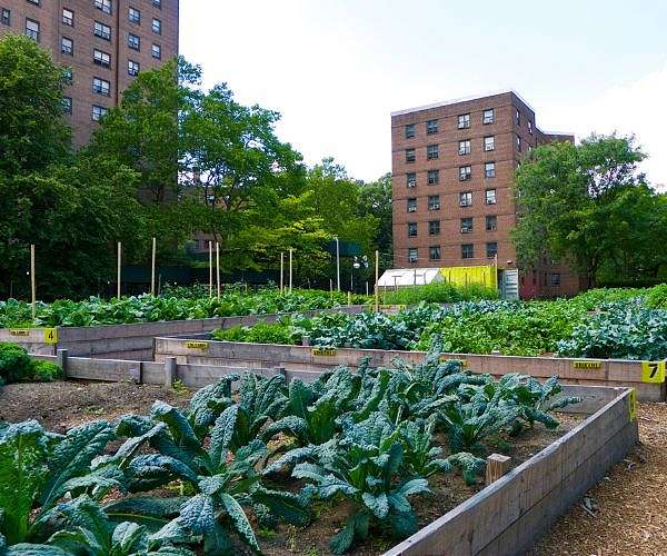 European Cities Could Meet 28 Percent of Vegetable Demand Through Urban Agriculture