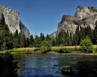 Large Trees Declining In Yosemite