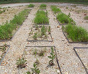 Minimizing Mining Damage with Manure