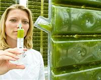 Biofuels from algae: A budding technology yet to become viable