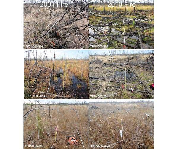 New technique maps large-scale impacts of fire-induced permafrost thaw in Alaska