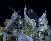 New study challenges prevailing theory about how deep-sea vents are colonized