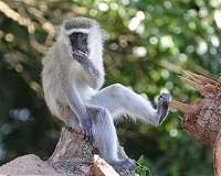 This monkey can plan out their foraging routes just like a human