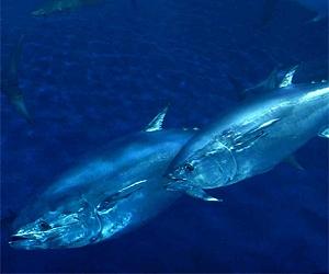 France wants tuna trade ban in 18 months: minister