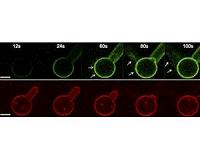 Penn research shows relationship critical for how cells ingest matter