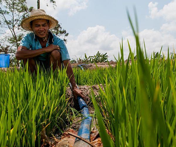 Vietnam's 'rice bowl' cracks in monster heatwave