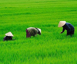 China hikes rice price to boost output
