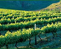 Spanish vintners look to higher ground amid climate change