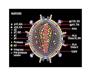 US doctors defeat leukemia with modified HIV