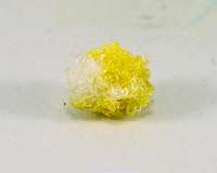 'Naturally' glowing cotton yields dazzling new threads