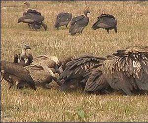 Vultures dying at alarming rate
