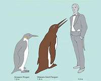 The oldest fossil giant penguin