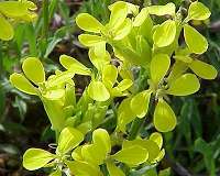 Wallflowers evolved a pair of complementary chemical defenses