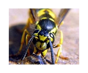 Genome Sequences For Wasps Will Aid Pest And Disease Control
