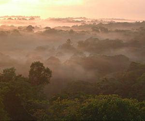 Global drive in support of Brazil's threatened Awa tribe