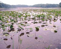 Tropical Wetlands Hold More Carbon Than Temperate Marshes