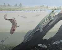 First tetrapods of Africa lived within the Devonian Antarctic Circle