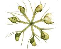 How the waterwheel plant snaps