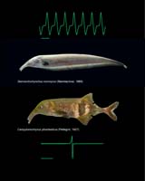 Convergent Evolution Of Molecules In Electric Fish