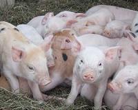 Pigs that are resistant to incurable disease developed at University of Missouri