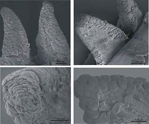 Lizard tails detach at a biological 'dotted line'