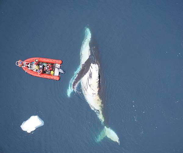 Tangled humpback whale sparks rescue mission off Australia