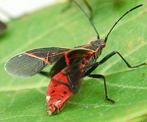 Sunbathing keeps these insects healthy