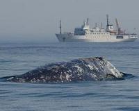Longest mammal migration raises questions about distinct species