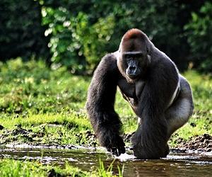 Saving Gorillas Starts With Understanding Their Human Neighbors