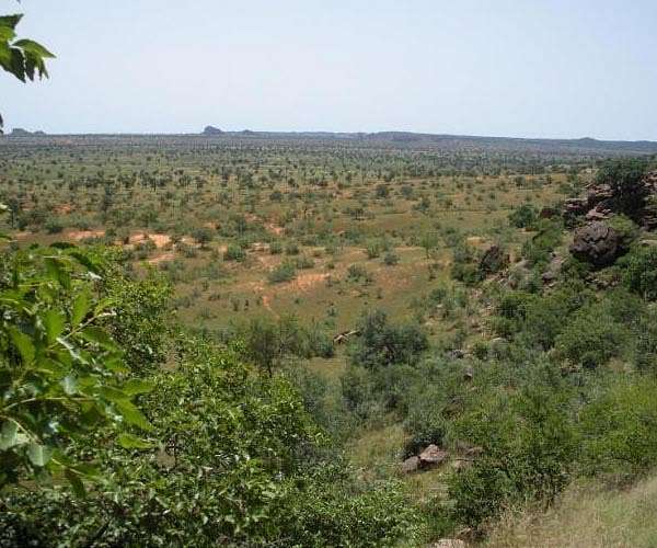 Unexpectedly large number of trees populate the Western Sahara and the Sahel