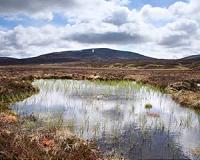 Satellites for peat's sake