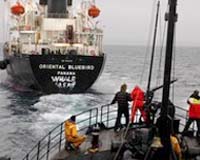 Activists Threaten To Ram Japanese Pirate Whalers