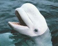 Pollution stunts Canada's beluga whales