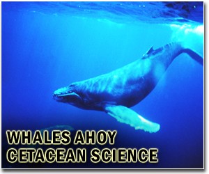 Environmentalists pleased over whale beer ban