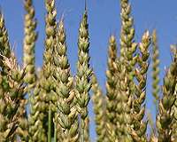 Boost for Australian grain industry