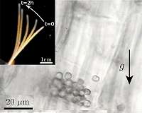 Why plants are so sensitive to gravity: The lowdown