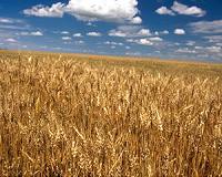 Rice or wheat? How grains define cultural identity
