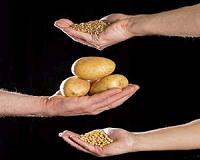 Scientists advance disease resistance in 3 of world's most important crops