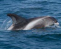Wild dolphins are sicker than captive ones: US study