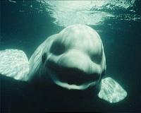 Kitty litter parasite infects Arctic beluga whales