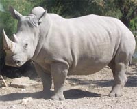 Young southern white rhinos use four calls to communicate